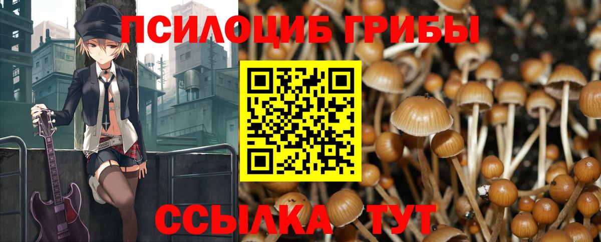 Псилоцибиновые грибы Cubensis Чебоксары
